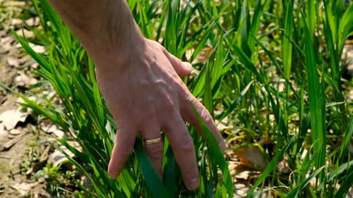 The Male Farmer Checks Green Wheat Sprouts on the Field