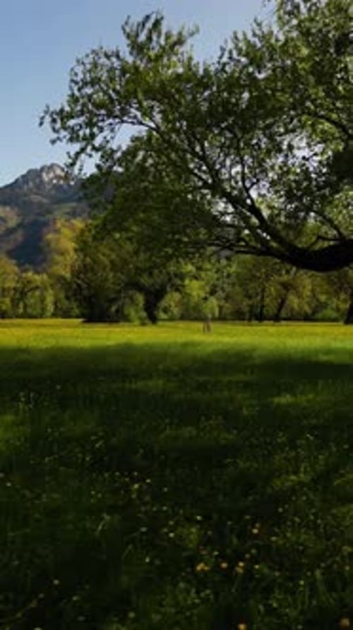 Nature field with wildflowers Swiss Alps background in the summer Europe outdoor