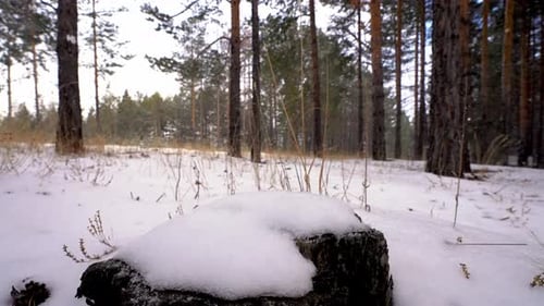 Queda de neve na floresta
