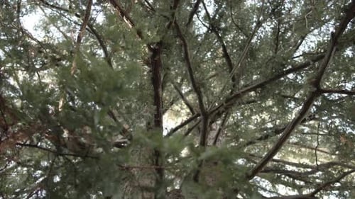 View into the crown of a massive forked tree with many branches during the day
