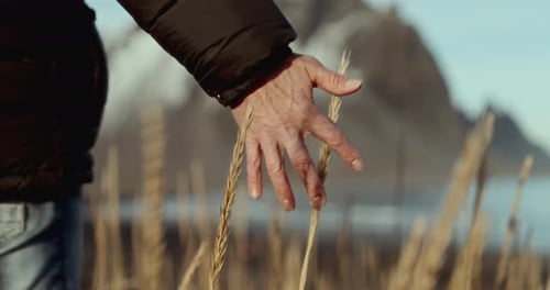 Man Walking And Touching Reed Grass On Black Sand Beach