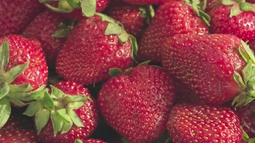 Harvest of ripe red strawberries rotating. Sweet and tasty red fresh berries