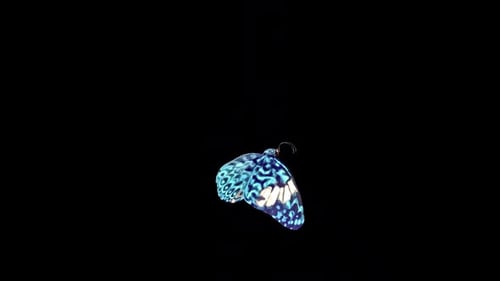 Blue Cracker Butterfly