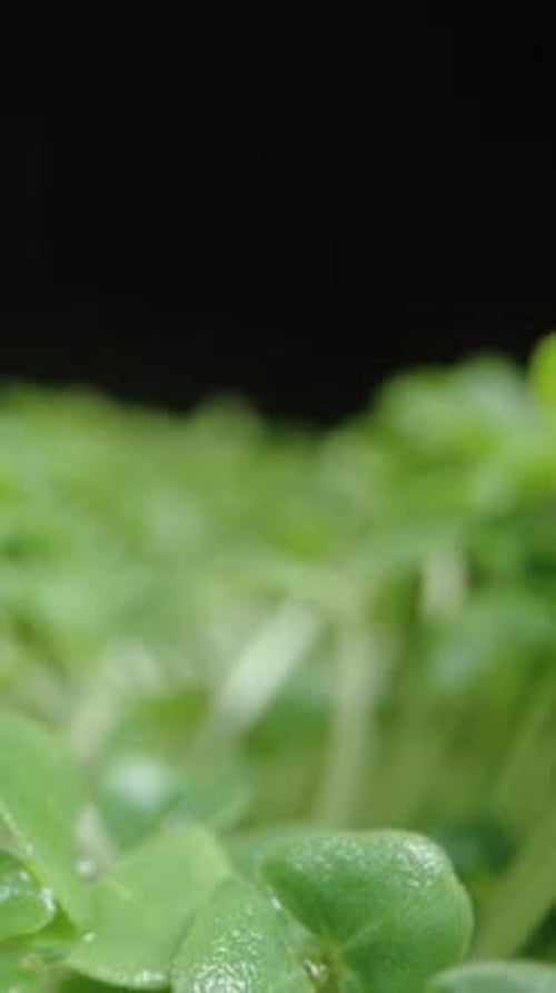 Vertical video. Small shoots of greenery, sprouted from Chia seeds. Dolly slider extreme close-up.