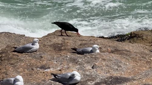 Oyster catcher and seagulls