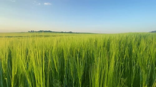 Green Wheat Field in Spring
