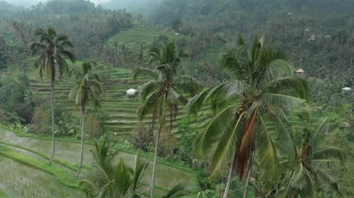 Flying close above undulating verdant rice terraces and coconut palm trees