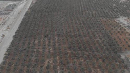 A beautiful Jordan Valley's mountains sunrise in front of a Huge date field trees with gentle orange