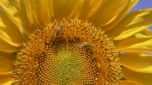 Bees Pollinating a Beautiful Yellow Sunflower