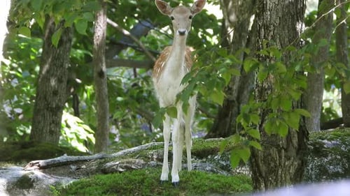axis deer stands perfectly still like a statue before turning and moving away