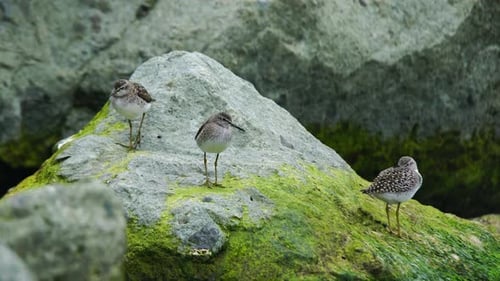 Sandpipers Resting on Mossy Rocks Near Ocean