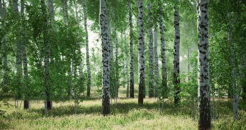 Lush Green Forest with Birch Trees and Tall Grass Under Soft Sunlight