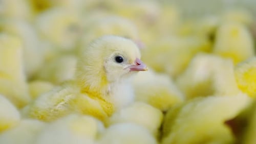 Close Up of Newborn Yellow Chickens