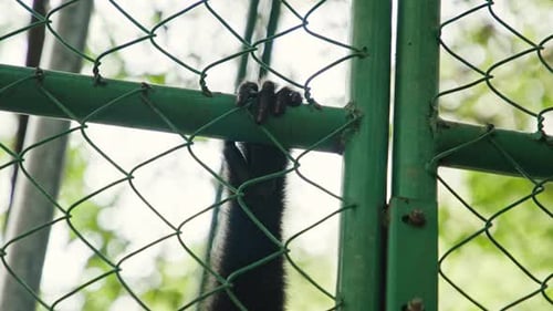 Affe durchquert am sonnigen Nachmittag den Zaun des Naturschutzgebiets