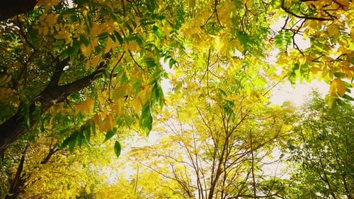 Beautiful Autumn Landscape Against the Sky