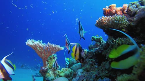 Colourful Corals and Fishes