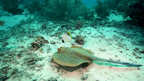 Bluespotted Ribbontail Ray Feeding In Sand Beneath Blue Ocean Water. - Underwater Shot