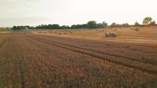 Harvested field with large hay bales scattered across the golden landscape under soft sunlight, with