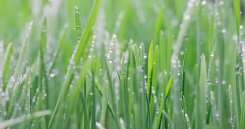Green grass close-up super macro shooting.