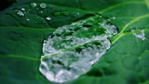 Water Droplet Sliding on a Green Leaf