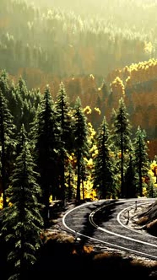 A Serene Forest Road at Sunset