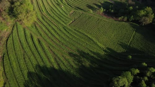 Luftaufnahme eines Weinbergs mit ausgeprägten Reihen und Wegen, auf denen Winzer den Hügel hinaufsteigen. Von oben nach unten