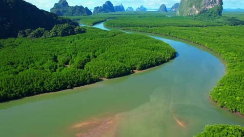 Tropical River Flowing Through Green Forest