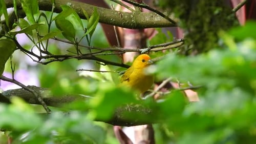 Yellow Saffron Finch perching amidst vibrant green foliage, creating a sense of calm