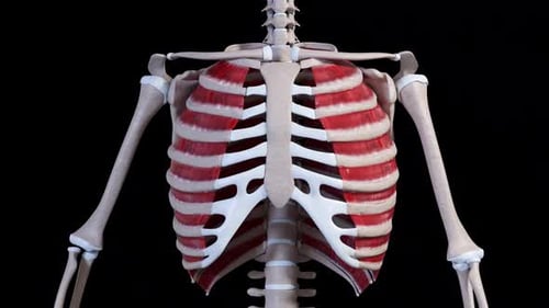 Animated Human Rib Cage with Intercostal Muscles Breathing
