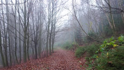 Wet forest trail in autumn, fallen leaves and light fog. Peaceful walking scene in damp woodland