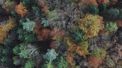 Top-Down-Drohnenansicht des herbstlichen Waldes mit bunten Blättern Luftaufnahme des Herbstwaldes.