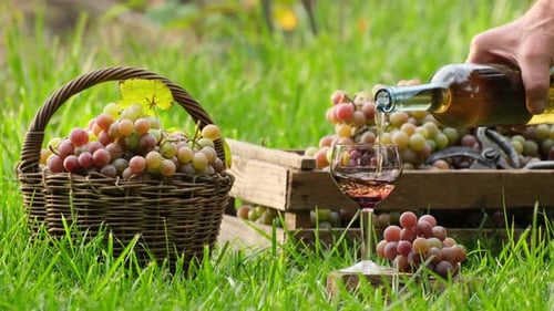Wine tasting culture. Pour white wine in glass in the garden