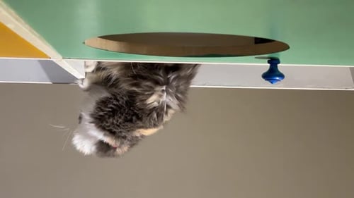 Fluffy Cat Looking at the Camera Upside Down