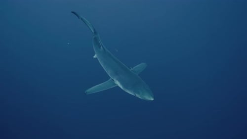 Blue Shark swimming under the diver into the blue ocean in slow motion