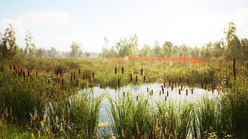 Tranquil Pond Landscape with Swaying Reeds and Lush Greenery