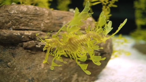 Leafy Seadragon Phycodurus Eques Fish Underwater