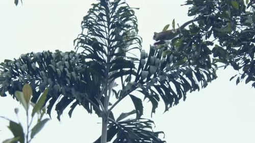 Young monkeys are jumping high in the trees, risky and dangerous