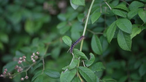 Caterpillar Resting on a Vibrant Green Plant