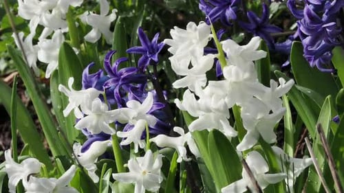 Hyazinthen in Blau und Weiß sind ein alter Favorit, der wegen seiner großen, leuchtenden Blüten und