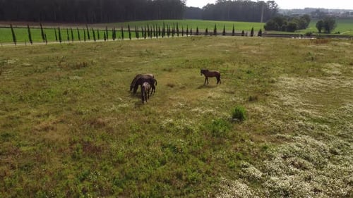 aerial horses grazing on wildflower meadow in portugal countryside