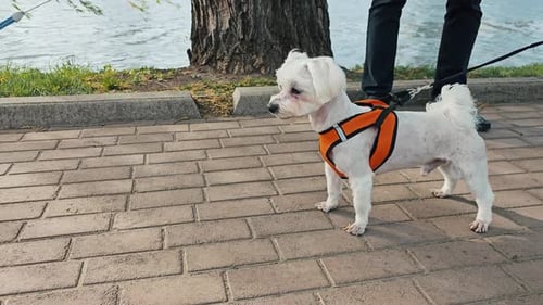 Two Cute Small Dogs at the Park