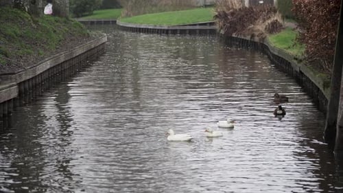 Eine weiße und schwarze Ente schwimmt durch das Wasser in Giethoorn, stetiger Schuss