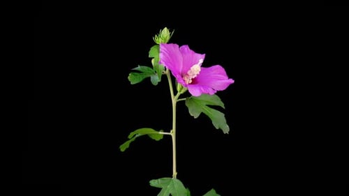 Pink Hibiscus Flower Bloom Time Lapse