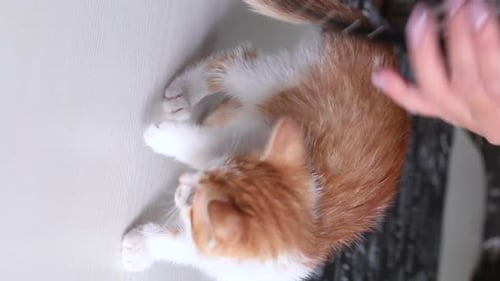 Une femme passe en revue un collier pour chat. Col noir avec nœud et galets. À essayer sur un chaton roux