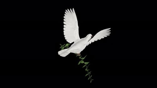 Peace Dove - Pombo branco com ramo de oliveira verde - Flying Loop - Top Angle CU - Alpha Channel