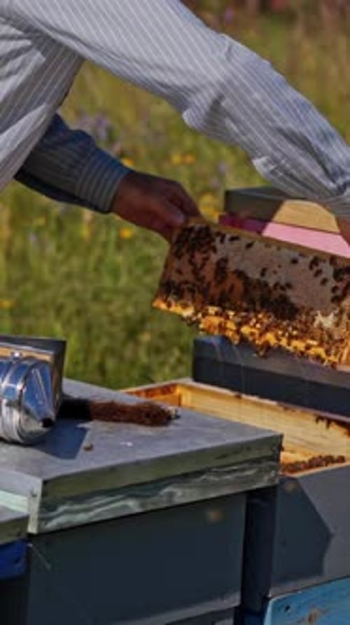 Beekeeper Inspecting Honeycomb Frame from Beehive