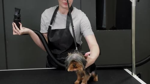 Groomer Dries Yorkshire Terrier on Tabletop