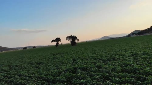 drone view of trees in farmland at sunset