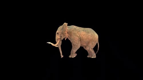 Wild Elephant Die 2