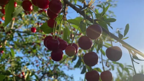 Cherry orchard during summertime, adorned with trees abundantly laden with ripe cherries